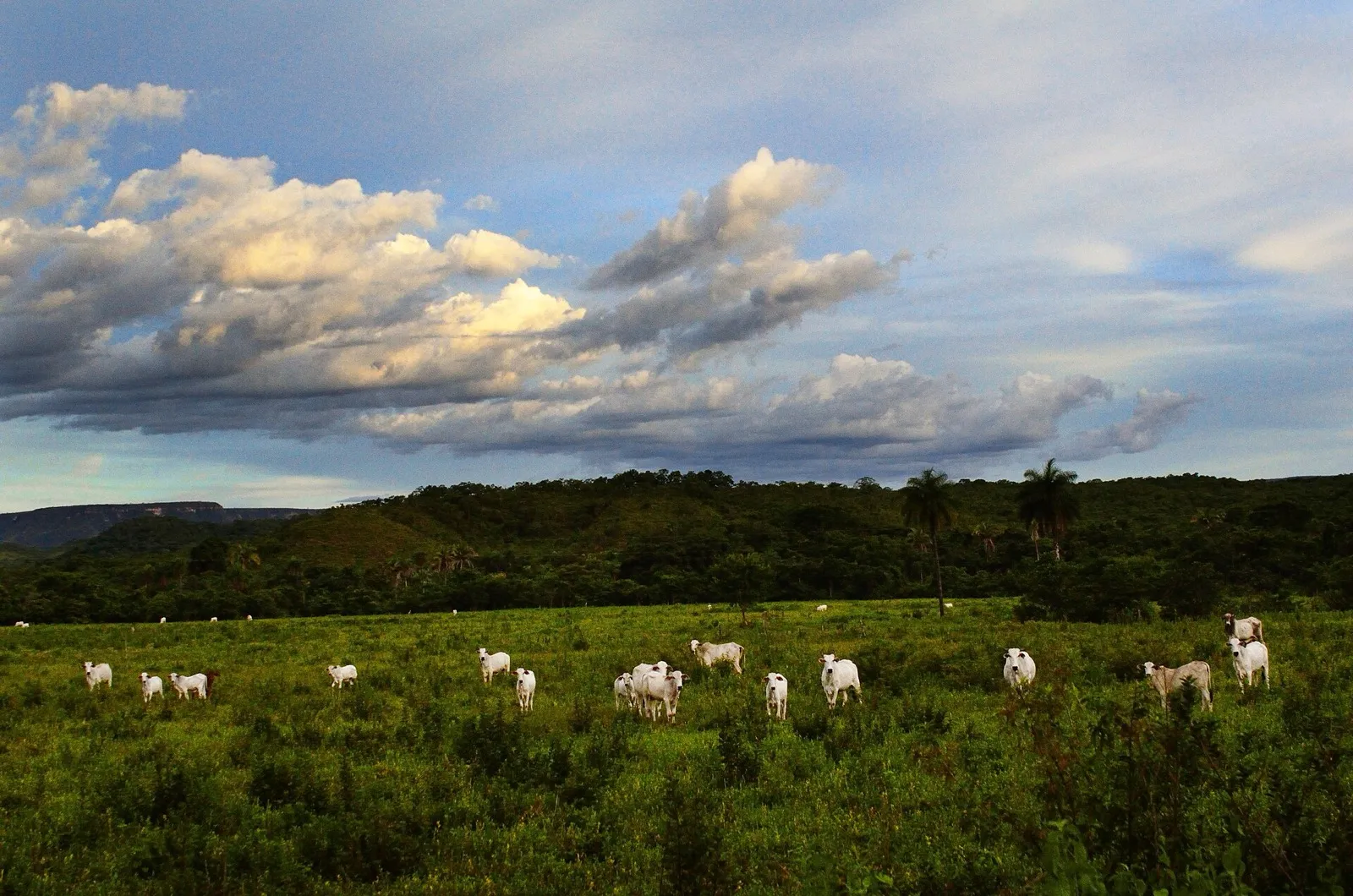 Bovinos da raça nelore fotografados em Campos Belos, Goiás.
