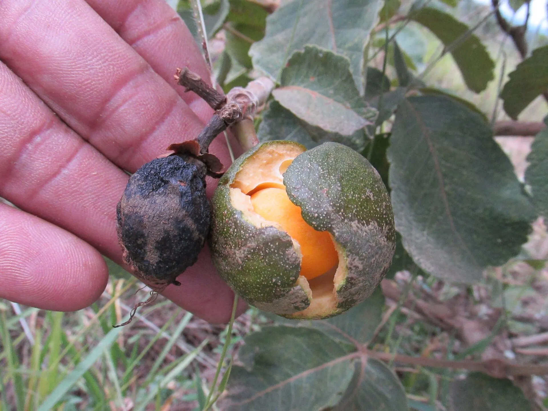 Mão segura ramo com dois pequis, um deles aberto e com polpa alaranjada, entre folhas do Cerrado.